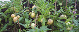 Dưa PEPINO