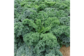 Cải Xoăn